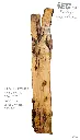 Slab Live Edge type wood PRES-04