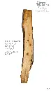 Slab Live Edge type wood PRES-06