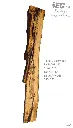 Slab Live Edge type wood PRES-13