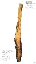 Slab Live Edge type wood PRES-17