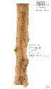 Slab Live Edge type wood PRES-55