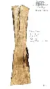 Slab Live Edge type wood PRES-65