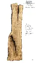 Slab Live Edge type wood PRES-69