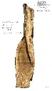 Slab Live Edge type wood PRES-70